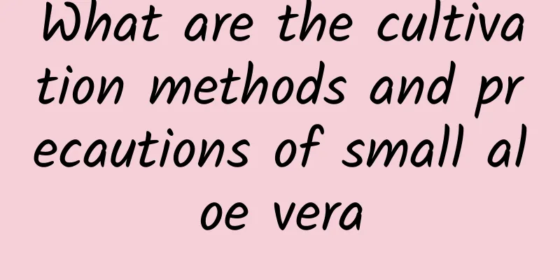 What are the cultivation methods and precautions of small aloe vera