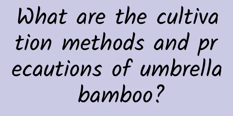 What are the cultivation methods and precautions of umbrella bamboo?