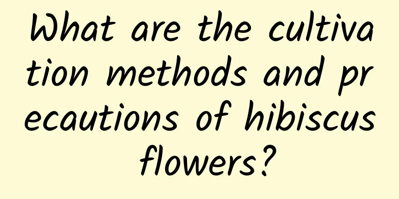 What are the cultivation methods and precautions of hibiscus flowers?