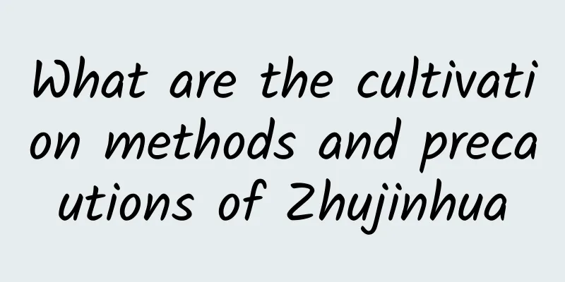What are the cultivation methods and precautions of Zhujinhua