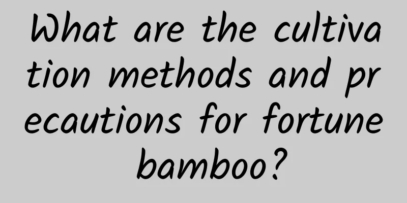 What are the cultivation methods and precautions for fortune bamboo?