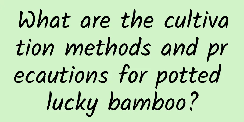 What are the cultivation methods and precautions for potted lucky bamboo?