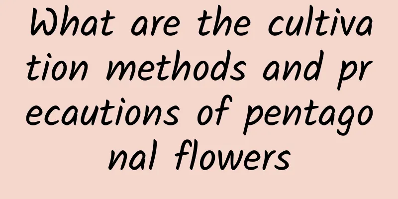 What are the cultivation methods and precautions of pentagonal flowers