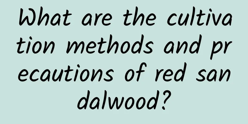 What are the cultivation methods and precautions of red sandalwood?