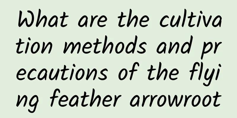 What are the cultivation methods and precautions of the flying feather arrowroot