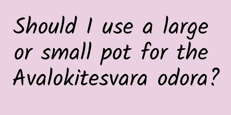 Should I use a large or small pot for the Avalokitesvara odora?