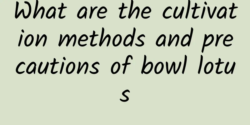 What are the cultivation methods and precautions of bowl lotus