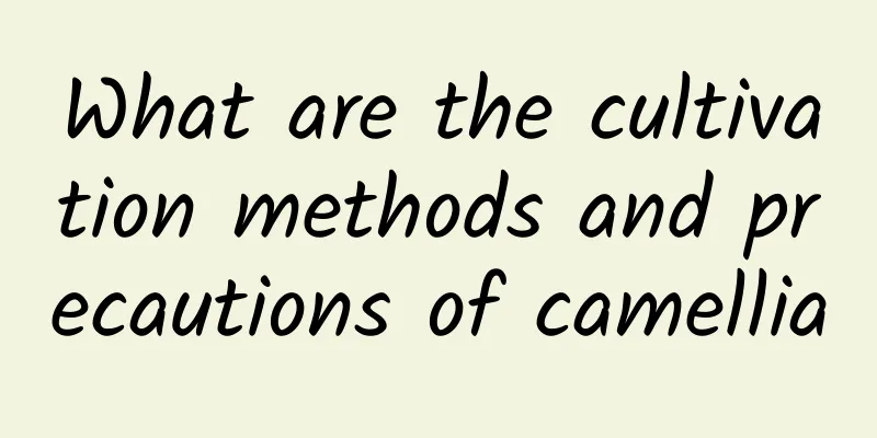 What are the cultivation methods and precautions of camellia