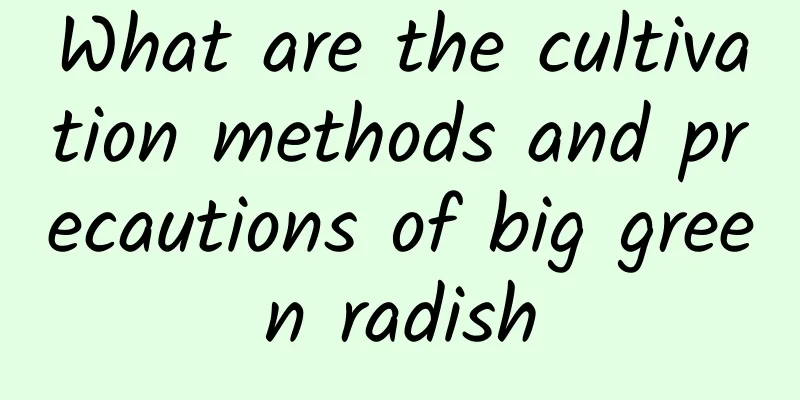 What are the cultivation methods and precautions of big green radish