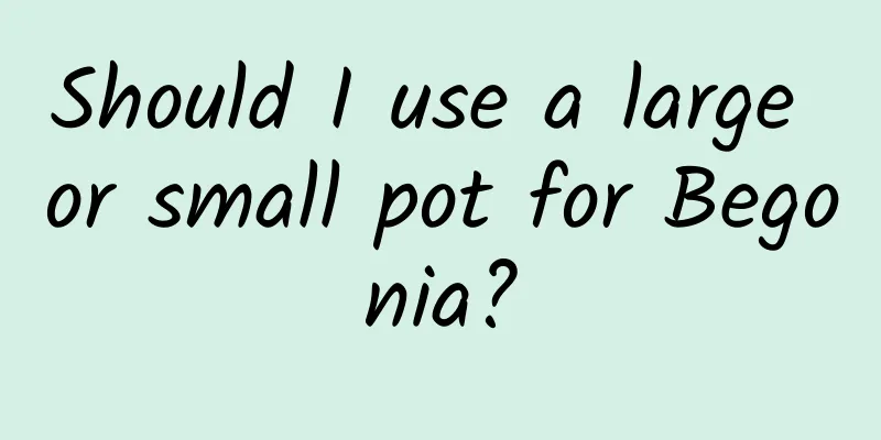 Should I use a large or small pot for Begonia?
