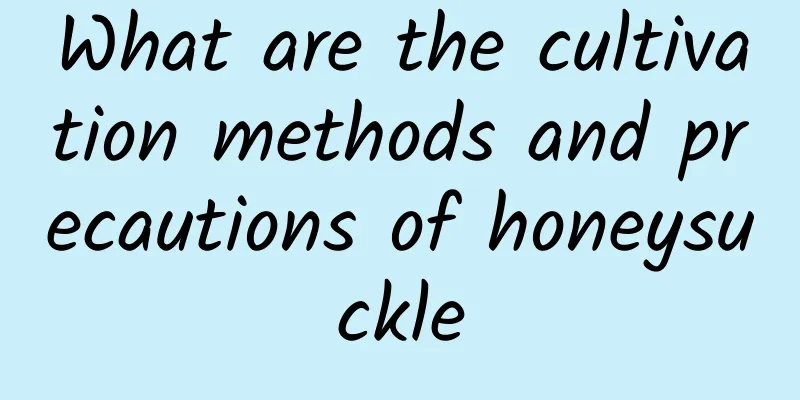 What are the cultivation methods and precautions of honeysuckle