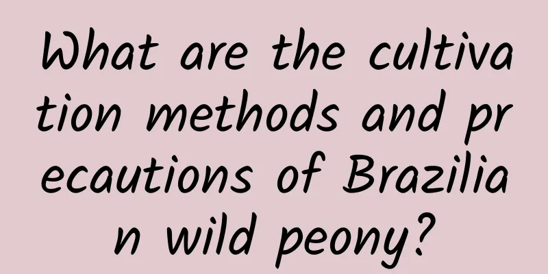 What are the cultivation methods and precautions of Brazilian wild peony?
