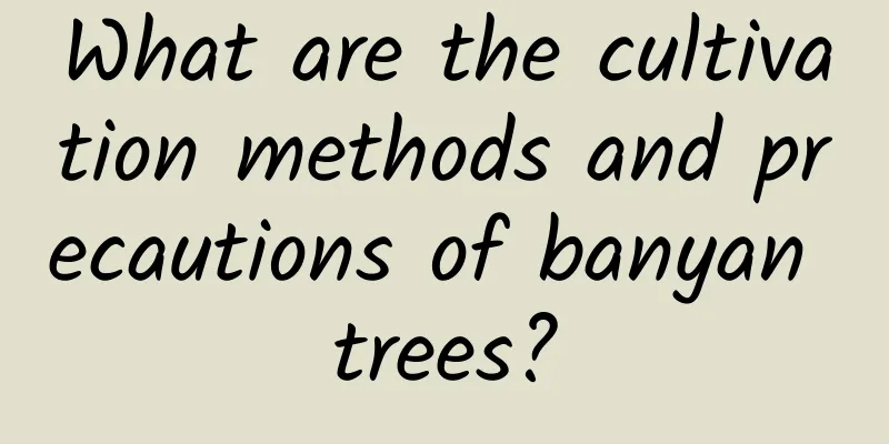 What are the cultivation methods and precautions of banyan trees?