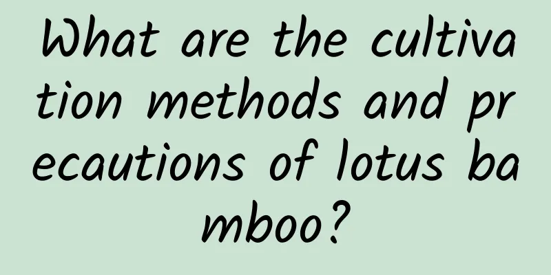 What are the cultivation methods and precautions of lotus bamboo?