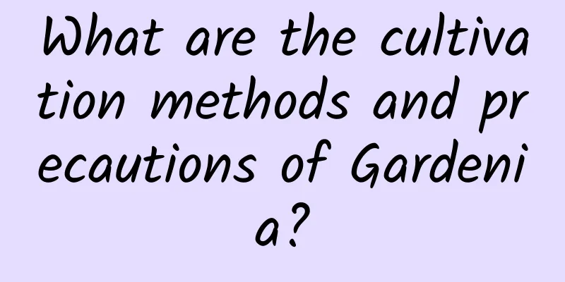 What are the cultivation methods and precautions of Gardenia?