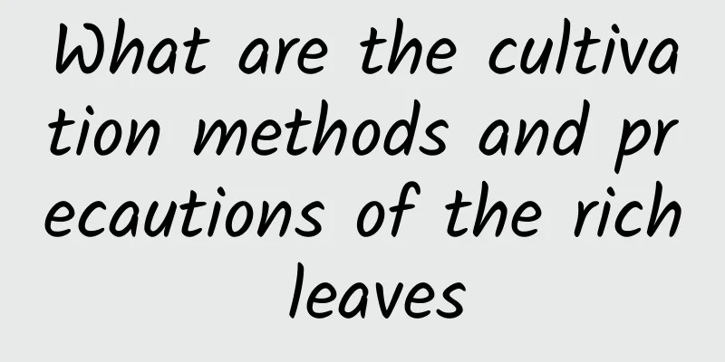 What are the cultivation methods and precautions of the rich leaves