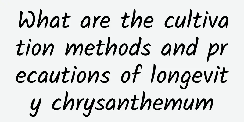 What are the cultivation methods and precautions of longevity chrysanthemum
