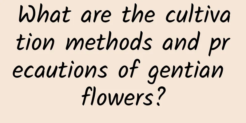 What are the cultivation methods and precautions of gentian flowers?