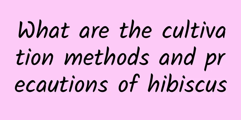 What are the cultivation methods and precautions of hibiscus