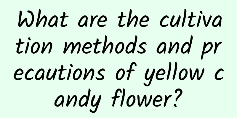 What are the cultivation methods and precautions of yellow candy flower?