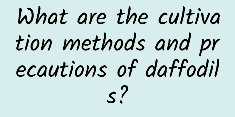 What are the cultivation methods and precautions of daffodils?