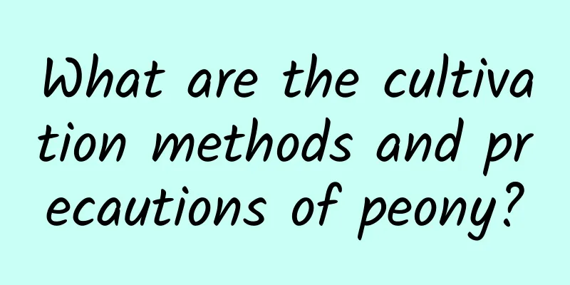 What are the cultivation methods and precautions of peony?