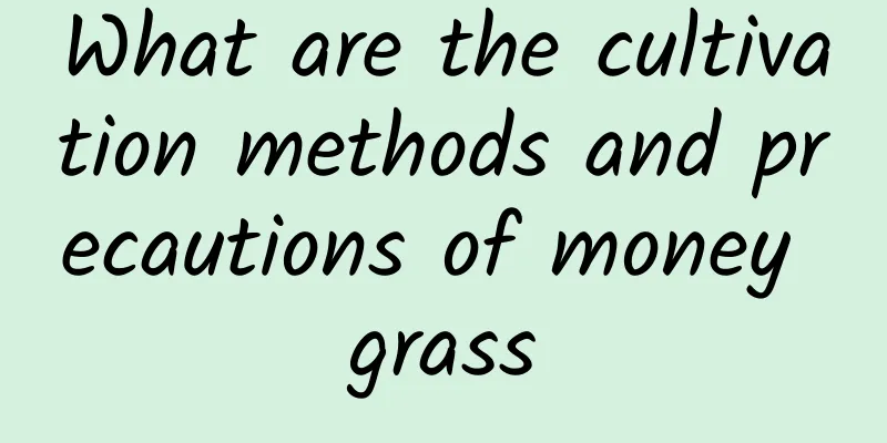 What are the cultivation methods and precautions of money grass