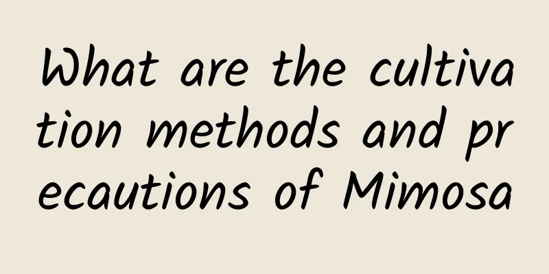 What are the cultivation methods and precautions of Mimosa