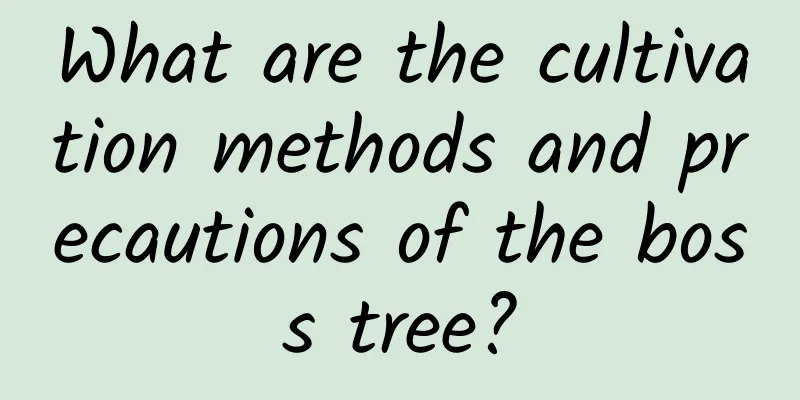 What are the cultivation methods and precautions of the boss tree?