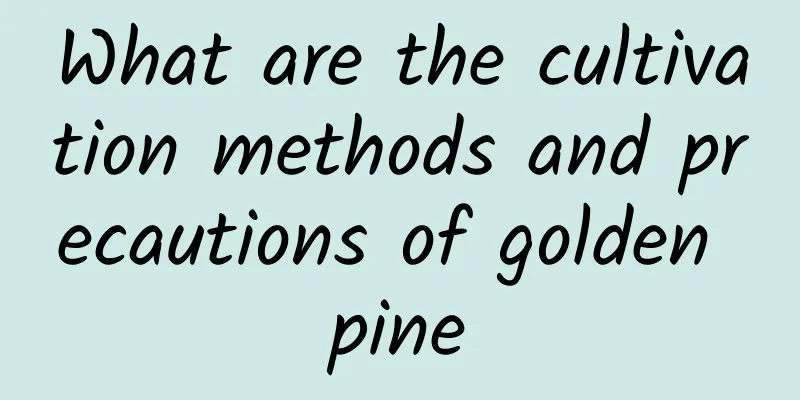 What are the cultivation methods and precautions of golden pine
