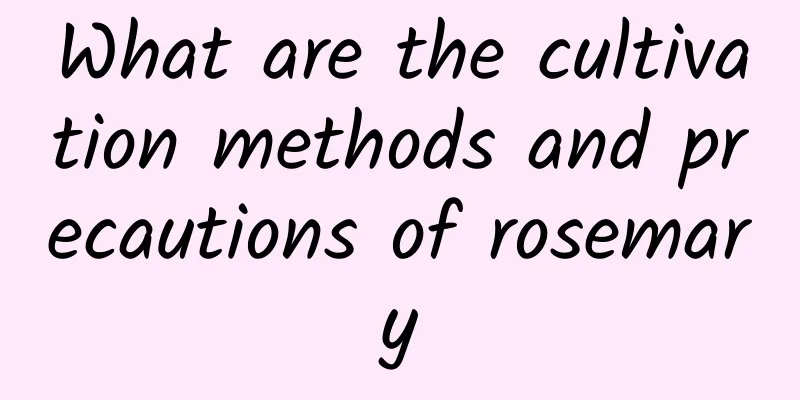 What are the cultivation methods and precautions of rosemary