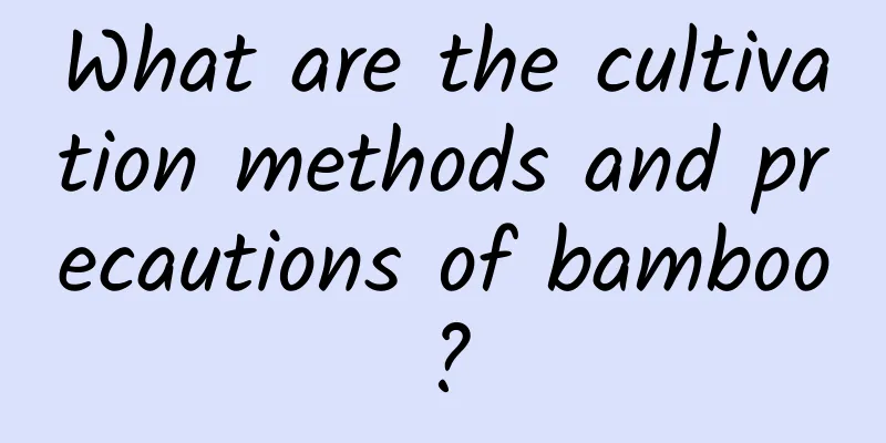 What are the cultivation methods and precautions of bamboo?
