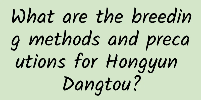 What are the breeding methods and precautions for Hongyun Dangtou?