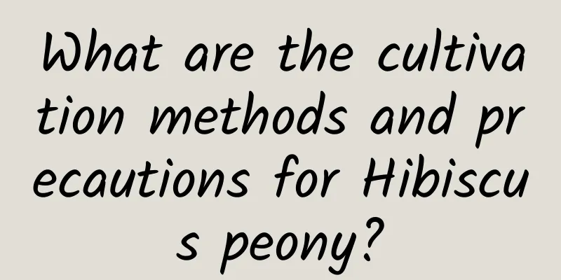 What are the cultivation methods and precautions for Hibiscus peony?