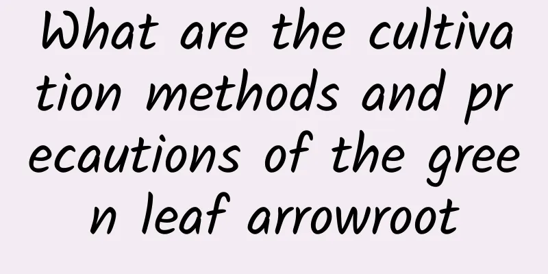 What are the cultivation methods and precautions of the green leaf arrowroot