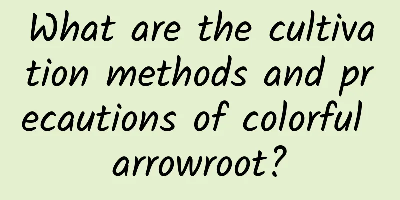 What are the cultivation methods and precautions of colorful arrowroot?