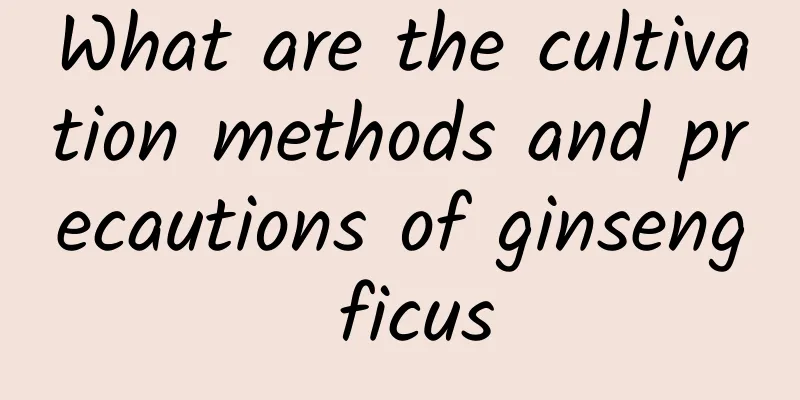 What are the cultivation methods and precautions of ginseng ficus