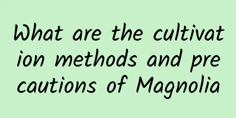 What are the cultivation methods and precautions of Magnolia