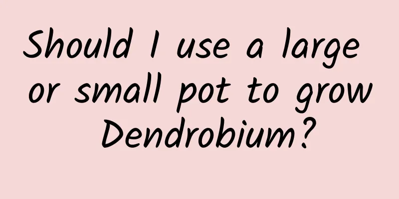 Should I use a large or small pot to grow Dendrobium?