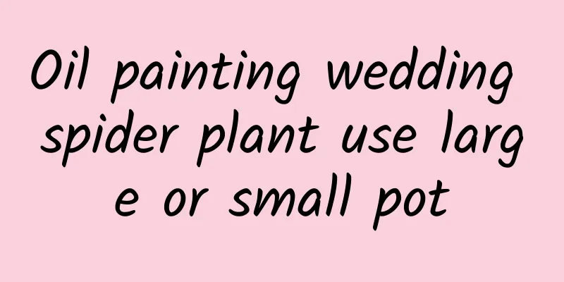 Oil painting wedding spider plant use large or small pot