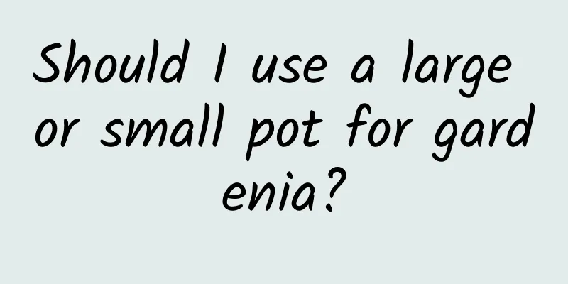 Should I use a large or small pot for gardenia?