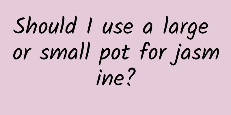 Should I use a large or small pot for jasmine?