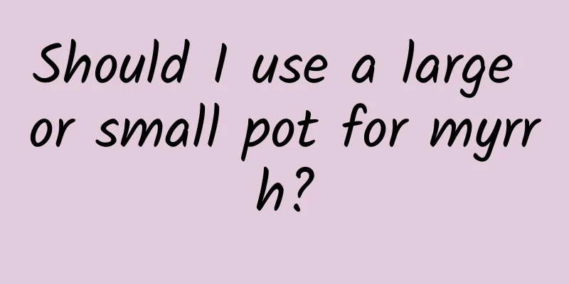Should I use a large or small pot for myrrh?