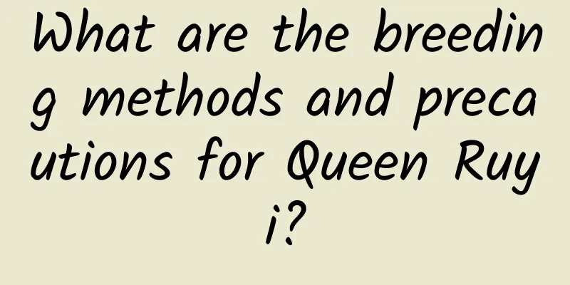 What are the breeding methods and precautions for Queen Ruyi?