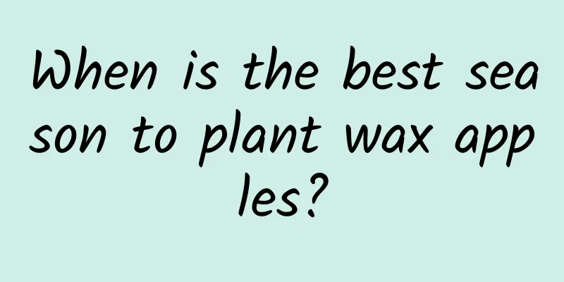 When is the best season to plant wax apples?