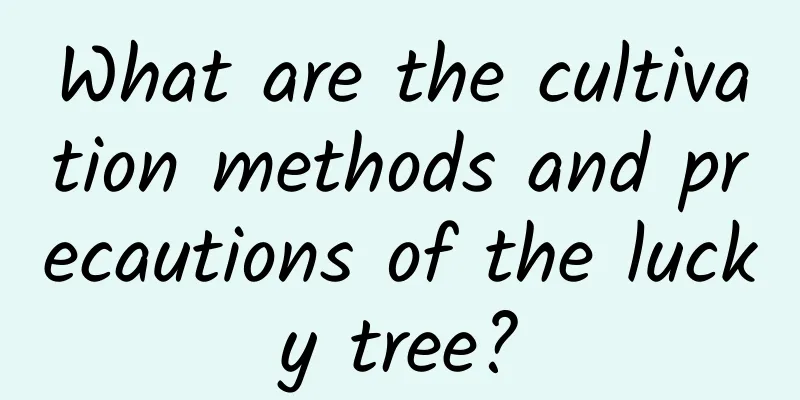 What are the cultivation methods and precautions of the lucky tree?