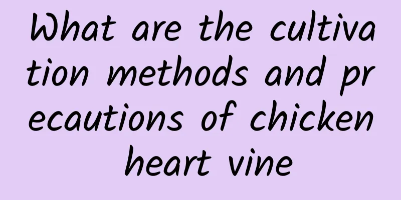 What are the cultivation methods and precautions of chicken heart vine