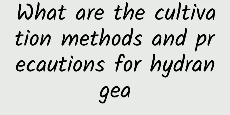 What are the cultivation methods and precautions for hydrangea