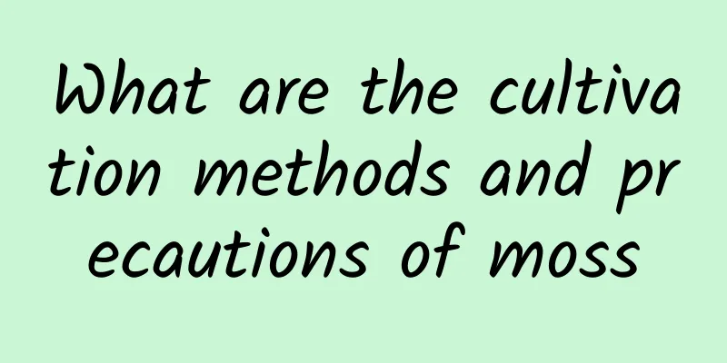 What are the cultivation methods and precautions of moss
