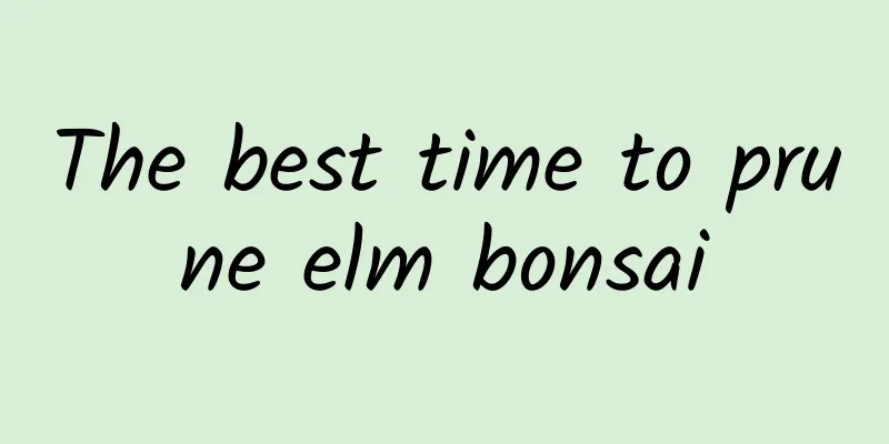 The best time to prune elm bonsai